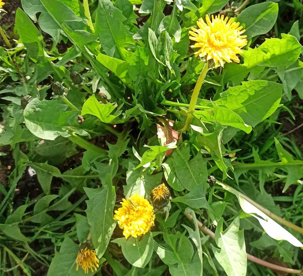 herbal activities wild greens