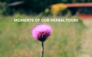 Moments of herbal workshops