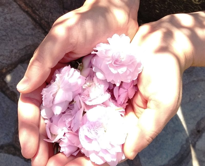 herbal therapy as an offering