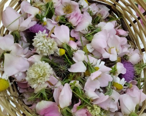 spring flowers harvesting