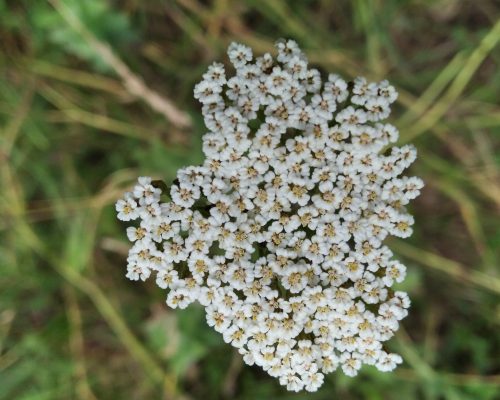 achilleia herb