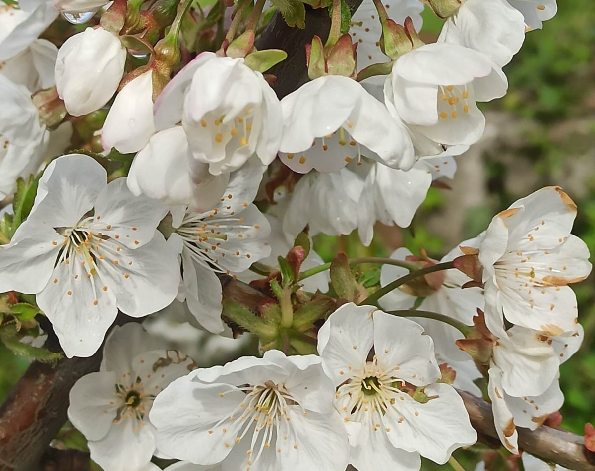 herbal therapy blossoms