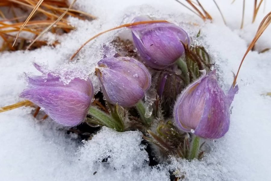 Imbolc and the beginning of the Carnival season