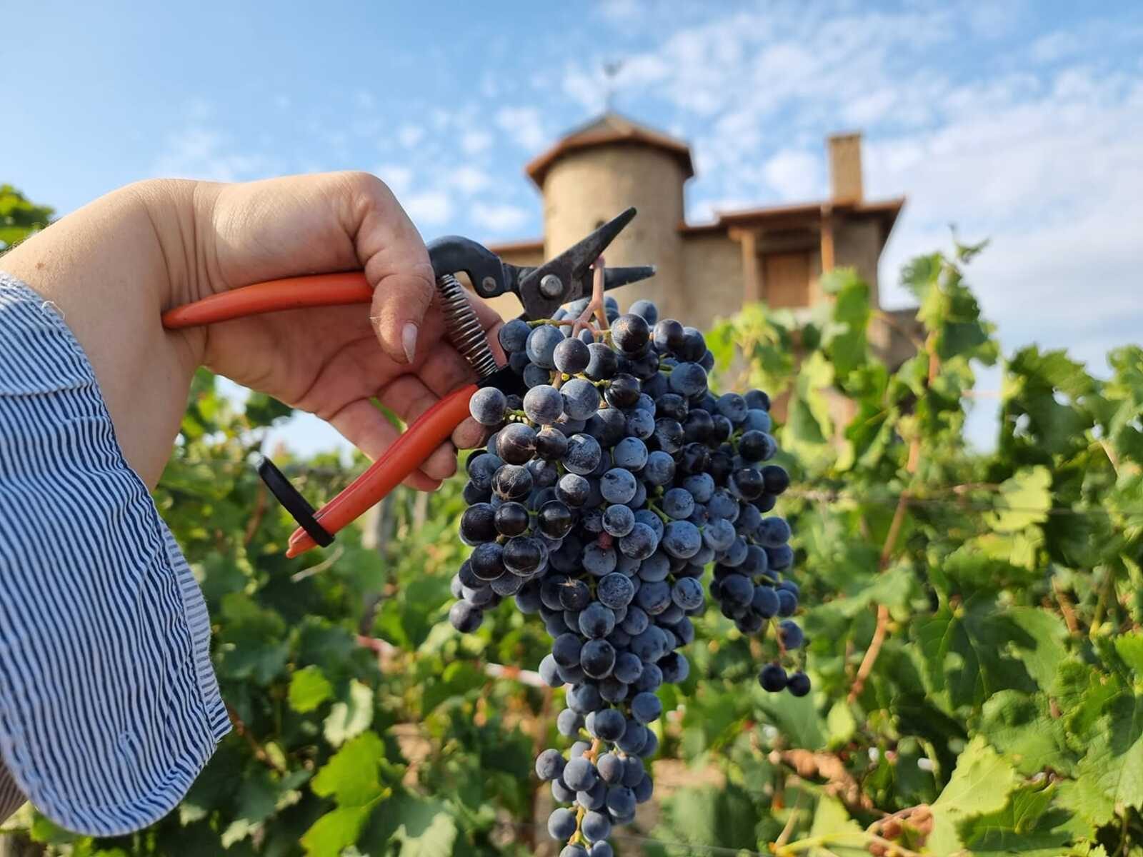 petit winery 800_1200