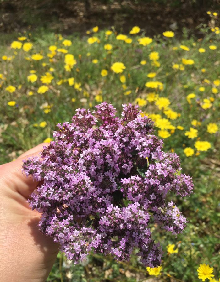 thyme